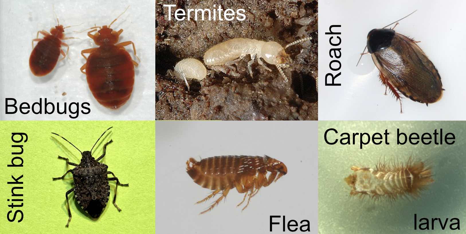 Insect Identification Help 曆 | Upload a Picture at InsectAsylum