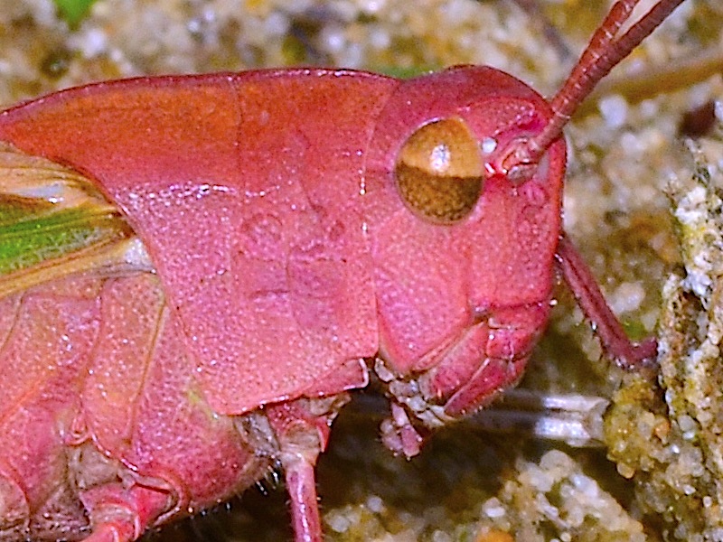 Photo of a northern green-striped grasshopper with a pink head.