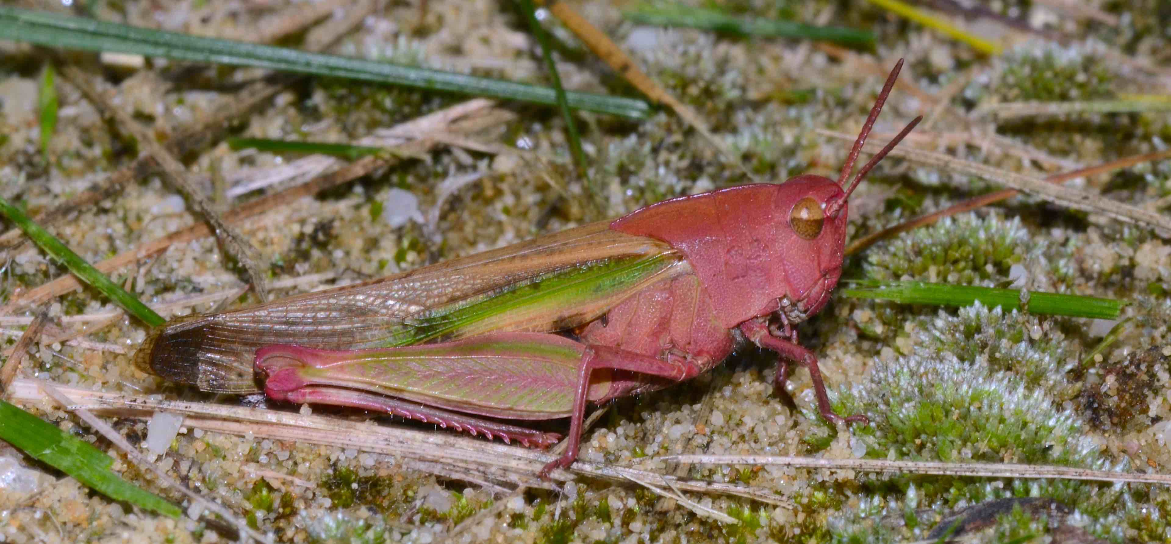 Georgeous photograph of a rare pink grasshopper in a sandbox.